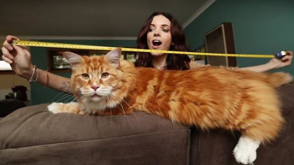 Коты и Кошки