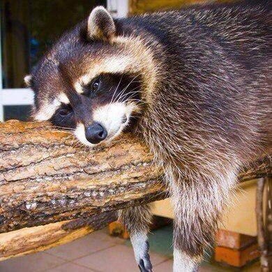 Живность из сети