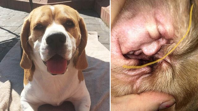 Житель США увидел лицо Трампа в ухе своей собаки