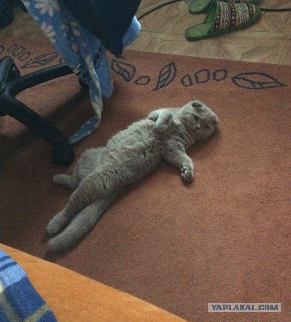 Котовторник 07.11.2017