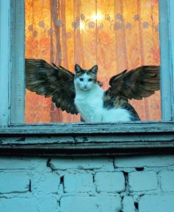 Фотобомбы котов