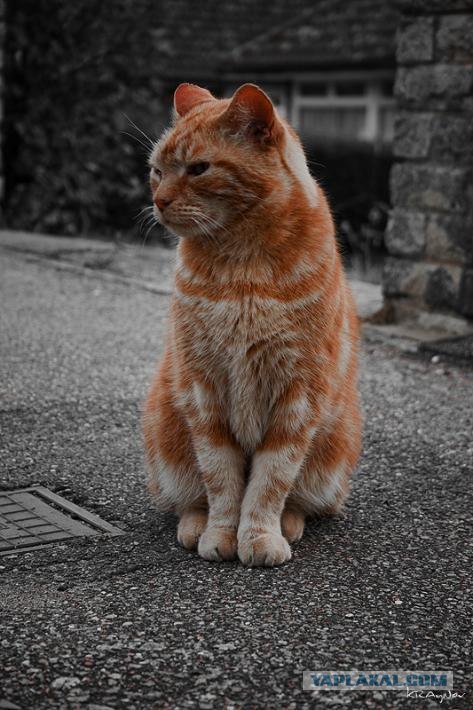 Котовторник на ЯПлакалъ (15.07.2008)