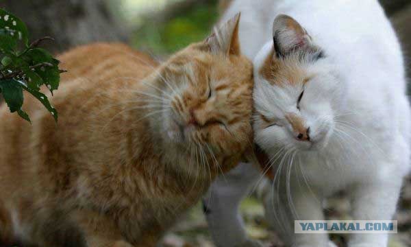 Котовторник (16.09.08)