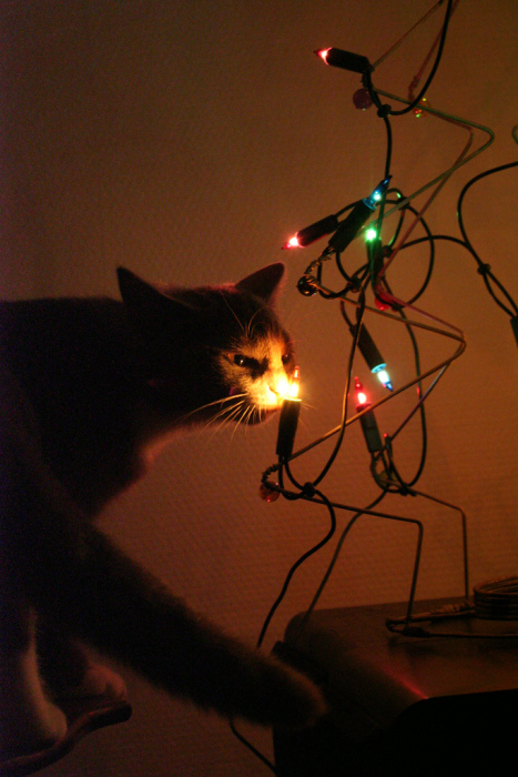 Новогодний КОТОВТОРНИК!