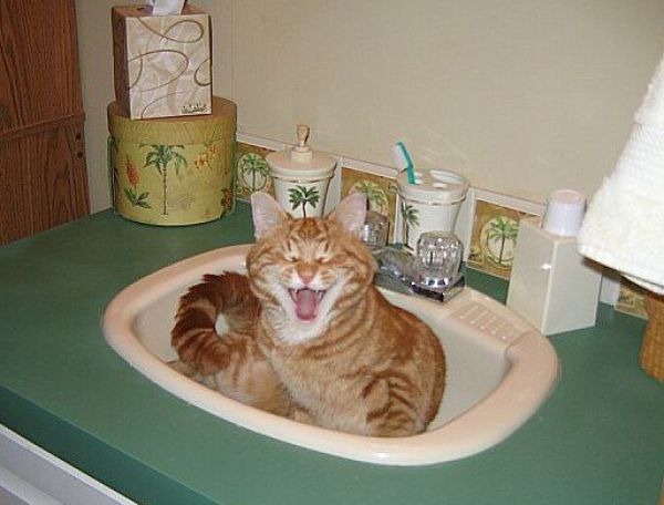 Кот, который не напрягается.