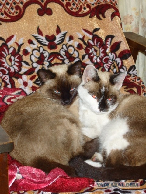 Котовторник: коты и... почти мыши