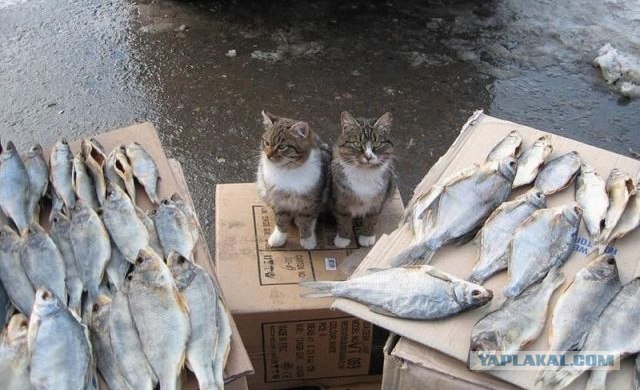 Первый котовторник июля