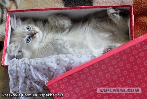 Котовторник! 11.10.11