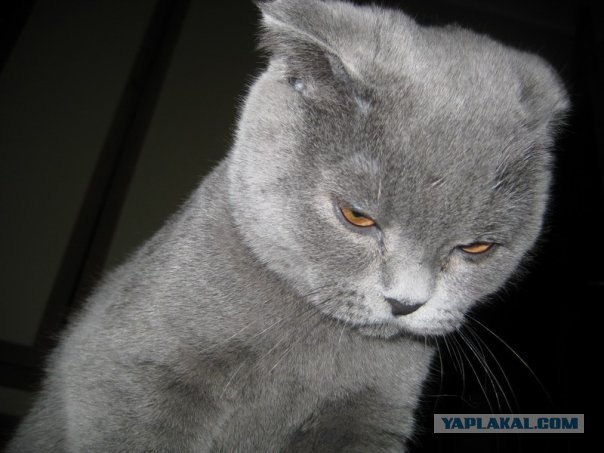 Котовторник!