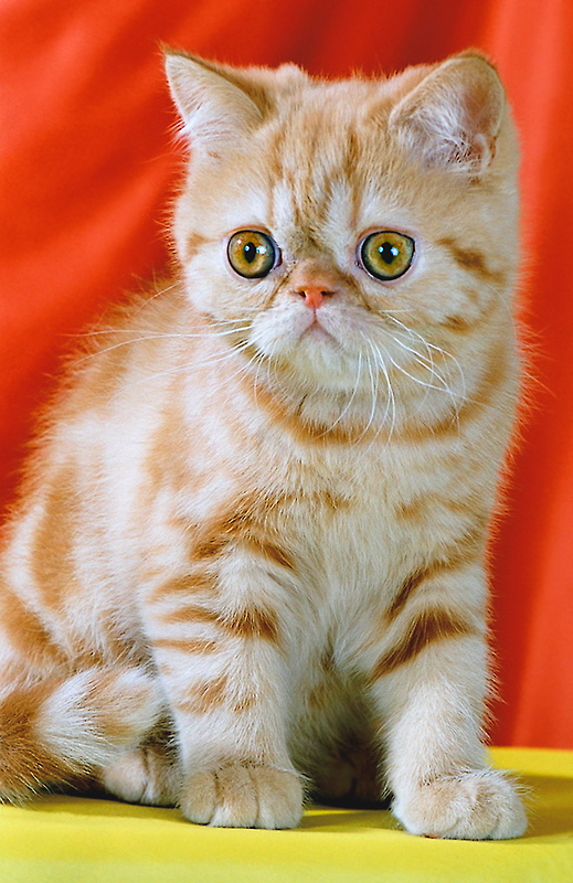 Котовторник (21.02.2012)