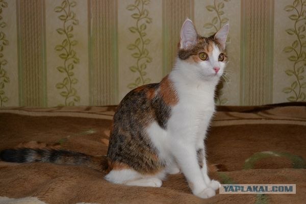 Котовторник 27.03.2012