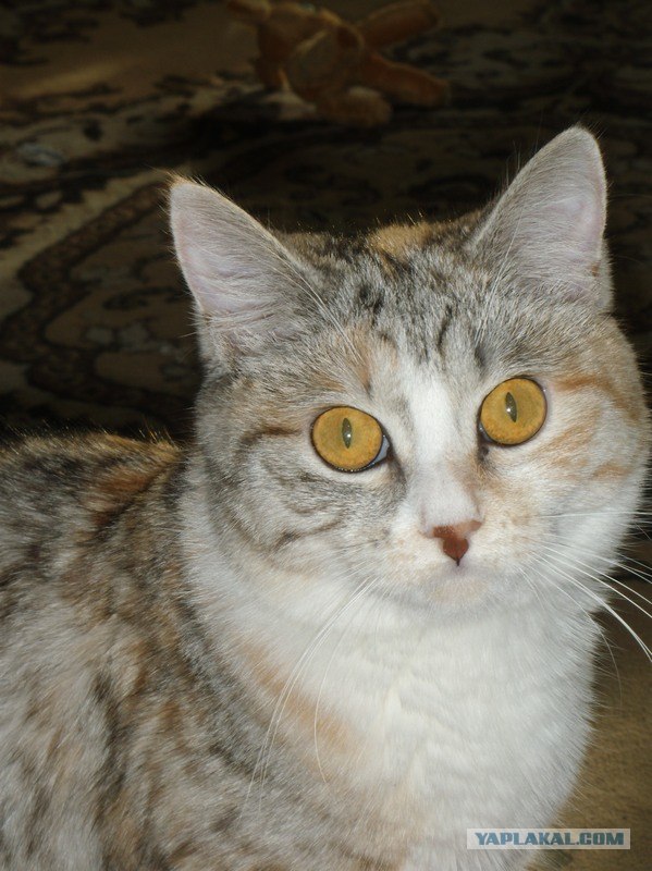 Котовторник  от 3.04.2012