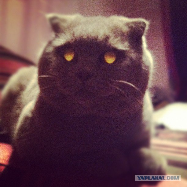 Котовторник  14.08.2012.