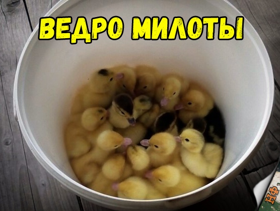 Милые животные. Мимиметр сломался