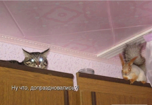Картинки с котами и про котов