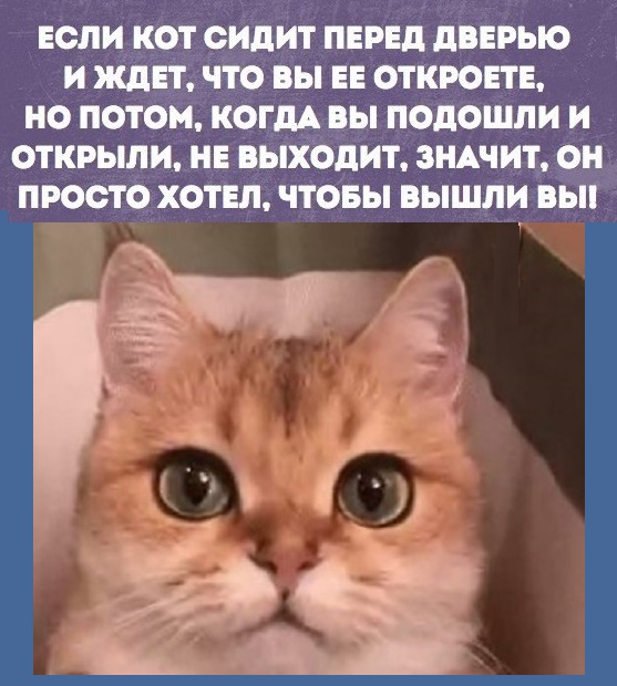 Картинки с котами и про котов