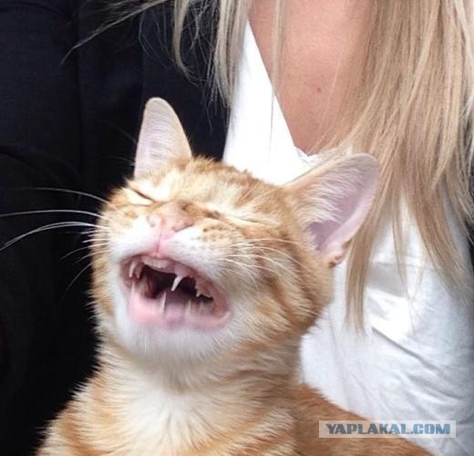 Странные фотки котеек