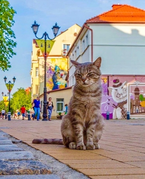 Эти забавные животные
