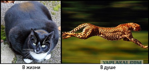 Кто есть кто?