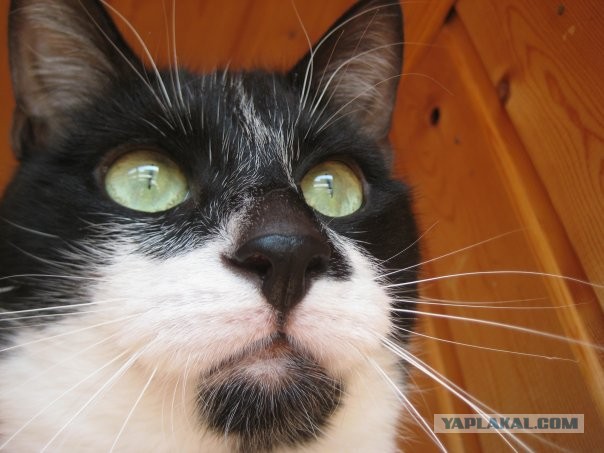 Даешь котовторник!