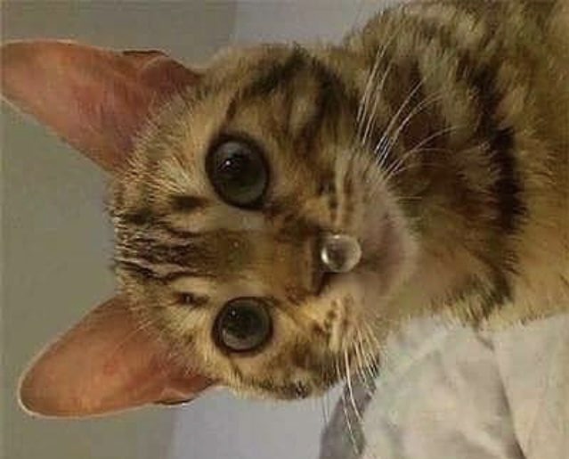 Коооочет!!!