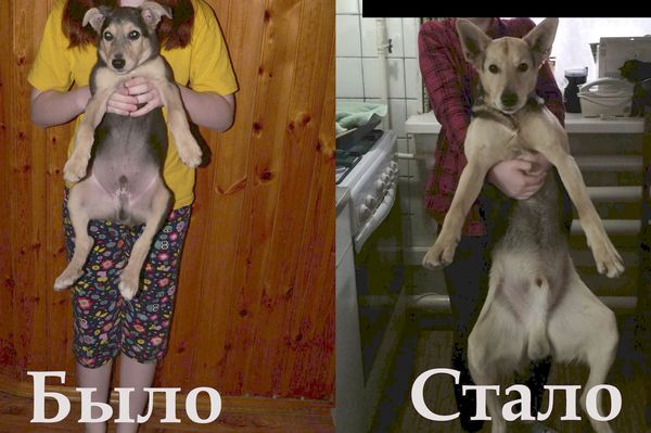 Мой собакочетверг