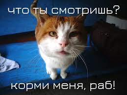 К котовторнику
