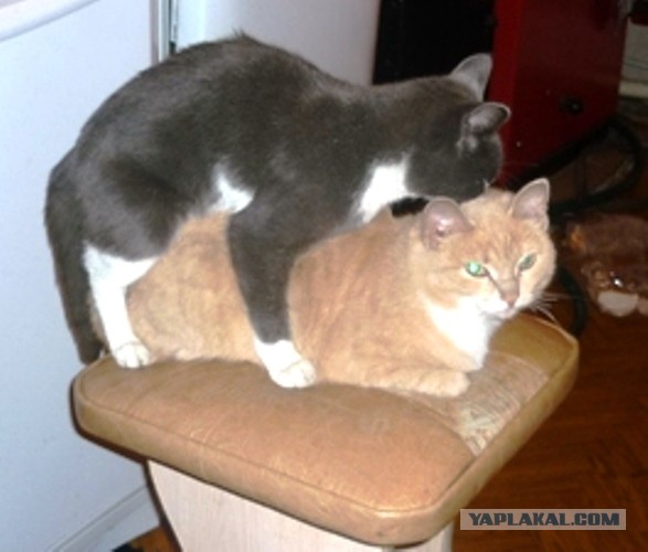 Котовторник Рыжих