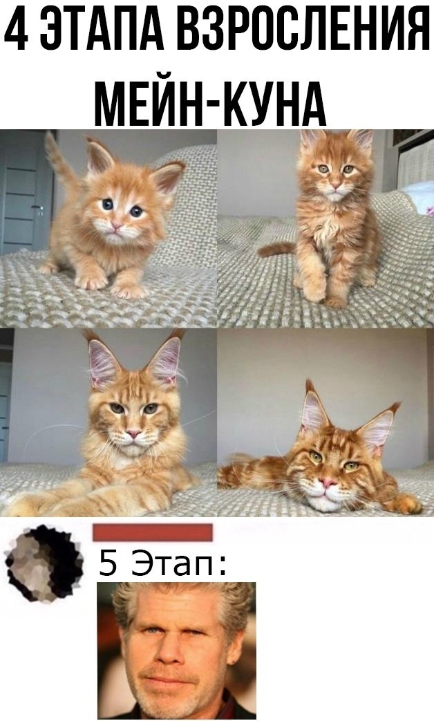 Котик Мейн-кун