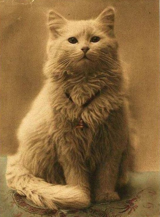 Пушистик 1962 г.