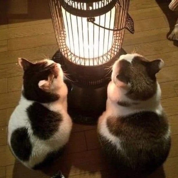Вечное сияние чистого разума