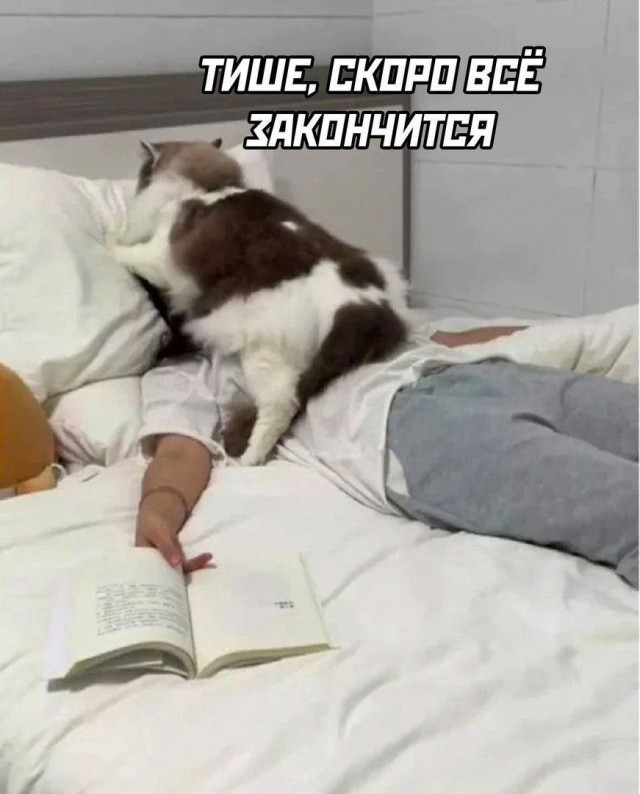 К котовторнику: подборка картинок-баянов с котиками и про котиков. Выпуск 23.