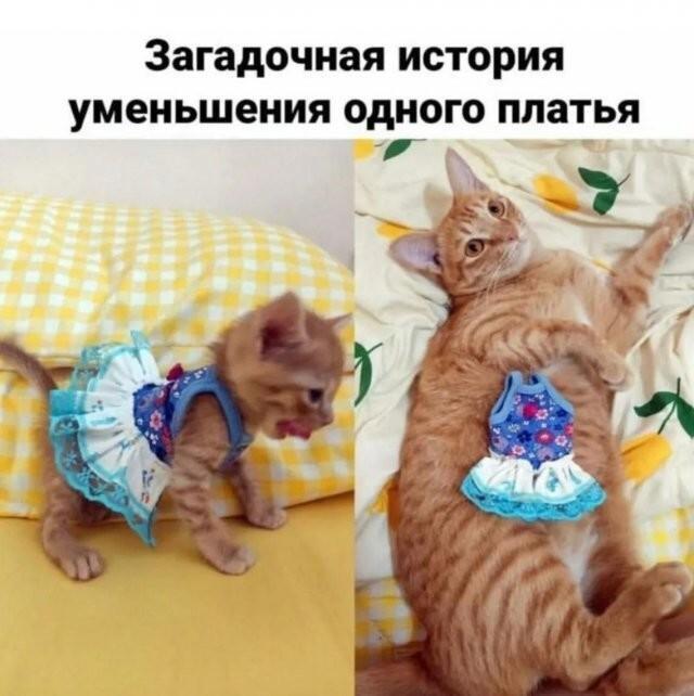 Так себе картинки 22.02.26
