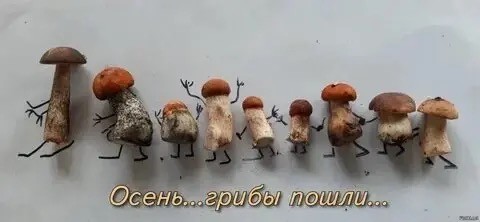 Опята осенние
