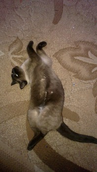 Котовторник 04.03.2014