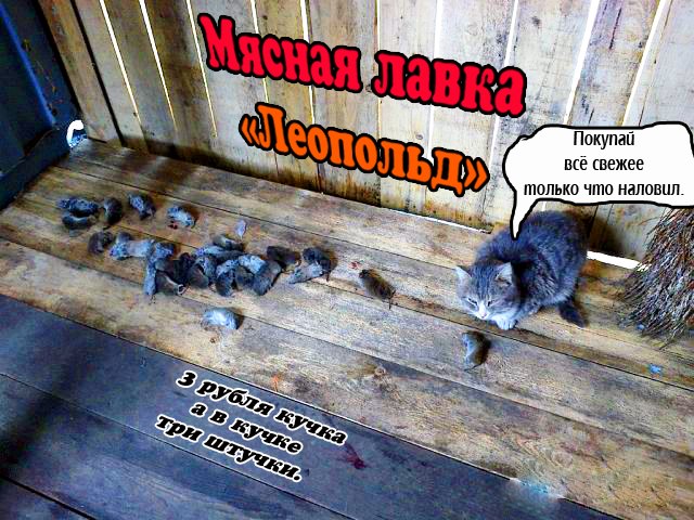 Проявление любви по-кошачьи