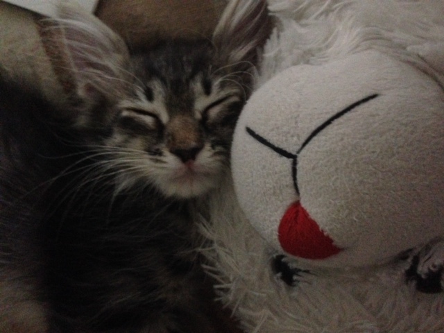 Котовторник 6.05.2014
