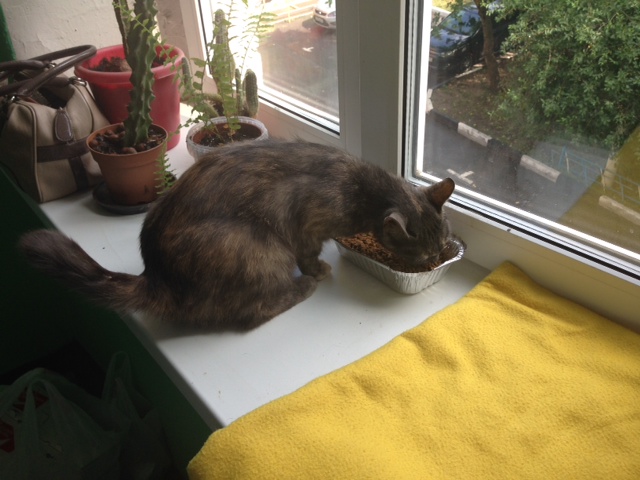 Котовторник 10.06.2014