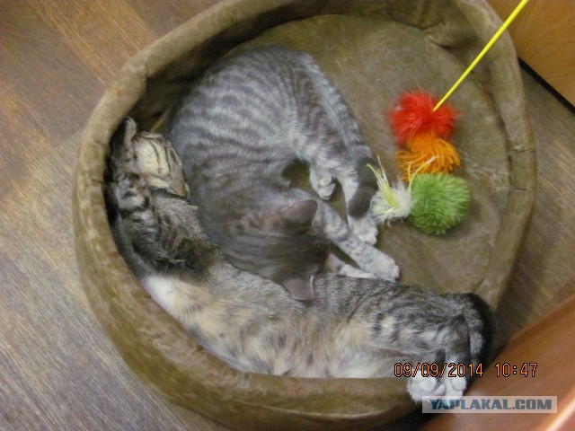 Котовторник 21.10.2014