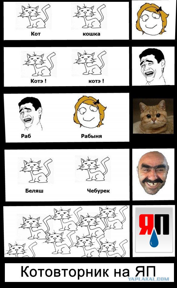 Коты и взгляды
