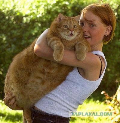 Самые крупные коты