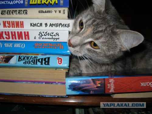 Котовторник