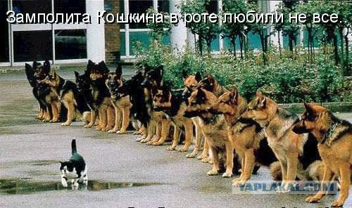 Собаки против котов