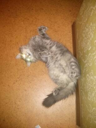 Котовторник 20.10.2015