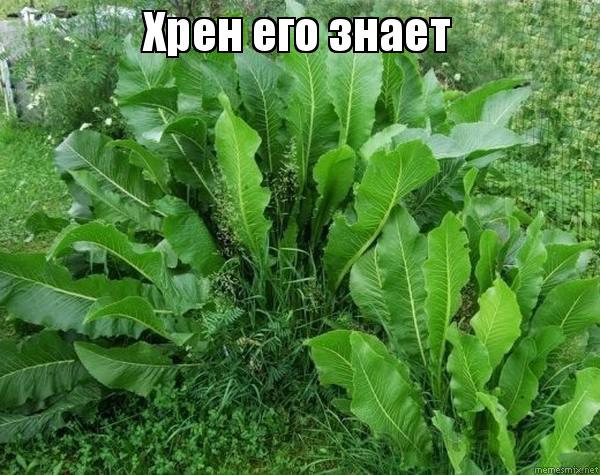 Какое же?