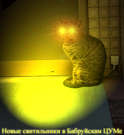 Коты, кошки, котята
