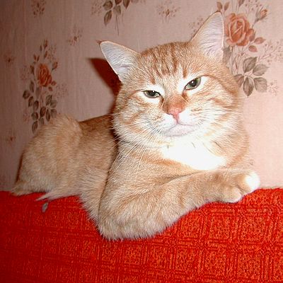 Кошки и Собаки - большая подборка