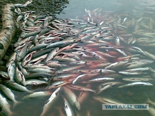 Утомленные икрой: какая она, жизнь на Камчатке?