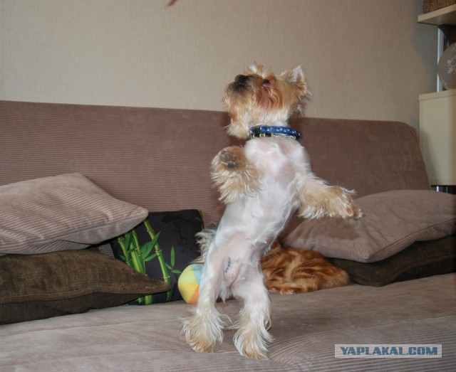 Как нашли собаку