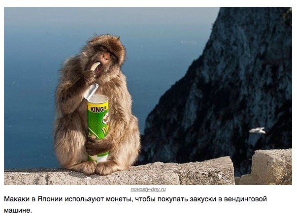Божьи твари